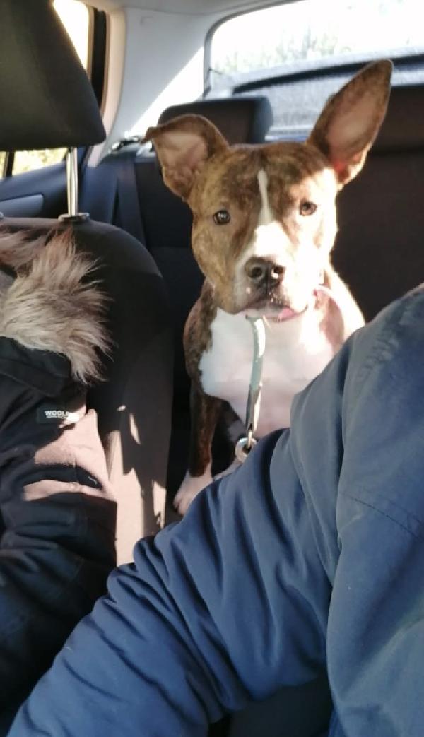 Pippi cerca casa Foto 7